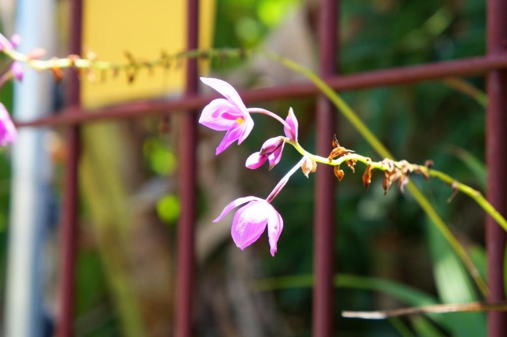 Pousada Baoba E Spa โอลินดา ภายนอก รูปภาพ